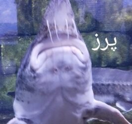1000038716